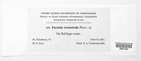 Puccinia extensicola image